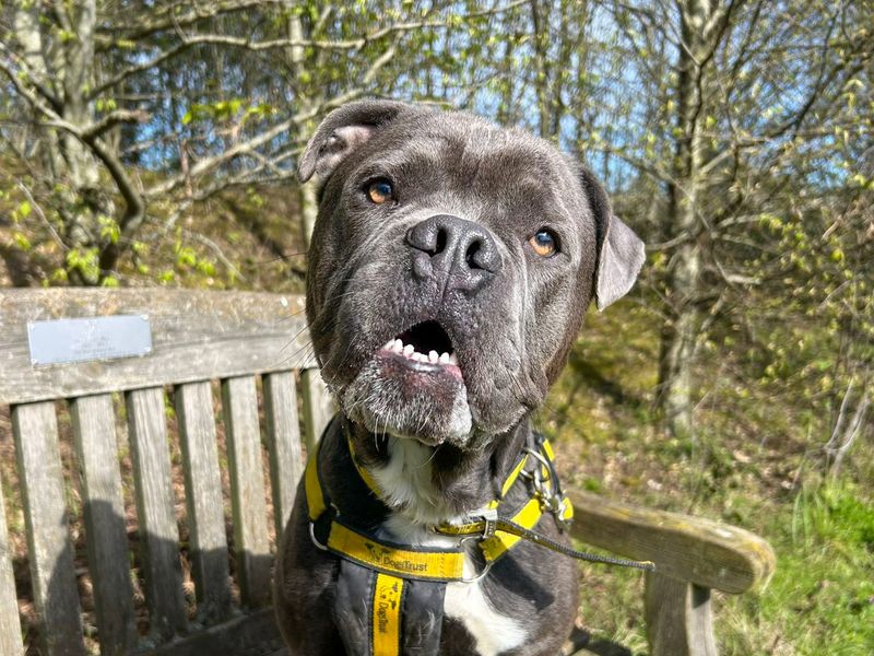 undefined | American Bulldog Cross | undefined - 6