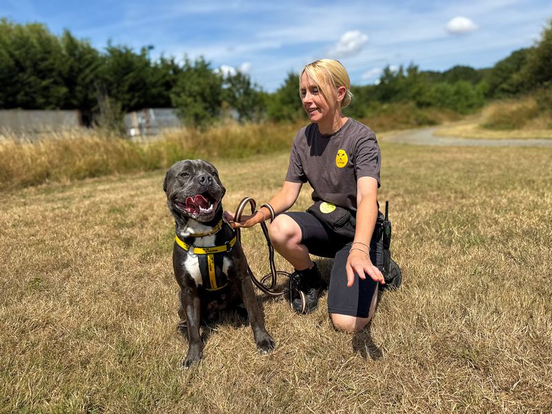 Foggy | American Bulldog Cross | Basildon (Essex) - 8