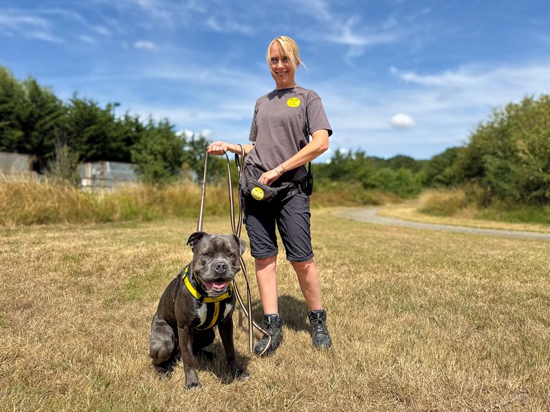 Foggy | American Bulldog Cross | Basildon (Essex) - 6
