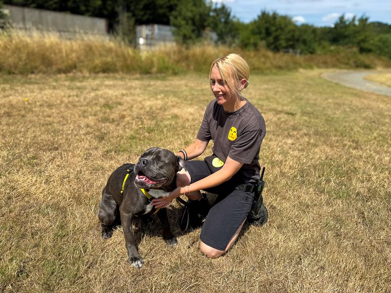 Foggy | American Bulldog Cross | Basildon (Essex) - 5