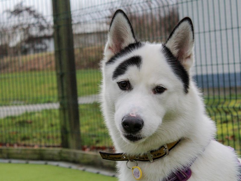 Alaskan Malamute Dogs And Puppies For Adoption