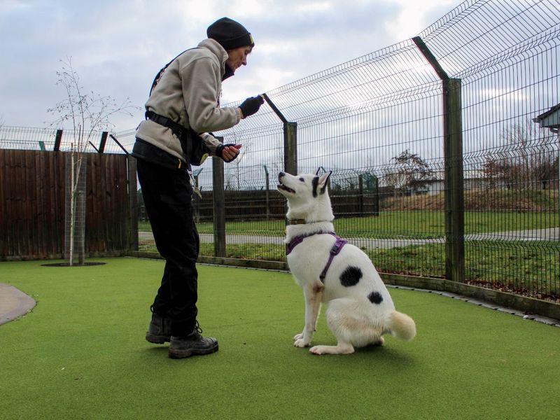 undefined | Siberian Husky Cross | undefined - 3