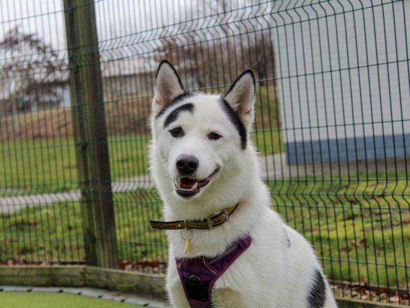 Siberian Husky for adoption in Evesham, Worcestershire – 1 year old - Image 3 of 3