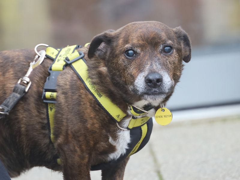 Staffordshire Bull Terrier for adoption in Leeds, Yorkshire – 11 years old