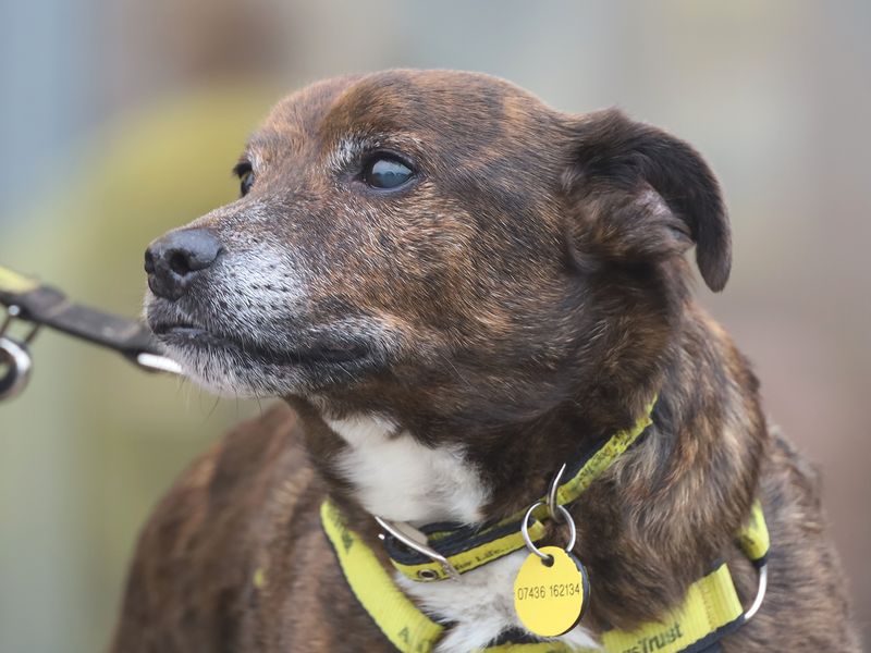 Jack Russell Terrier for adoption in Leeds, Kent – 11 years old - Image 2 of 3