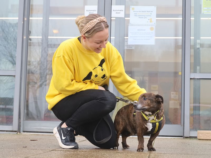 Jack Russell Terrier for adoption in Leeds, Kent – 11 years old - Image 3 of 3