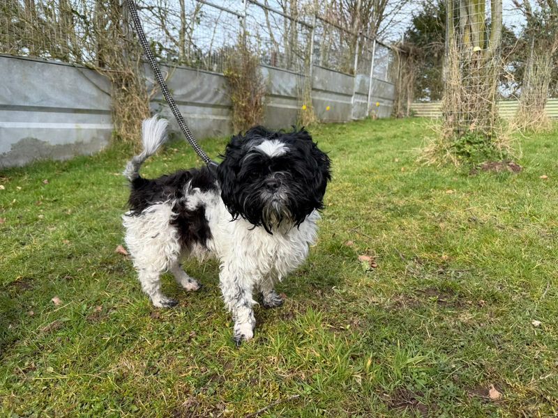 Bear | Shih Tzu | Cumbria - 1