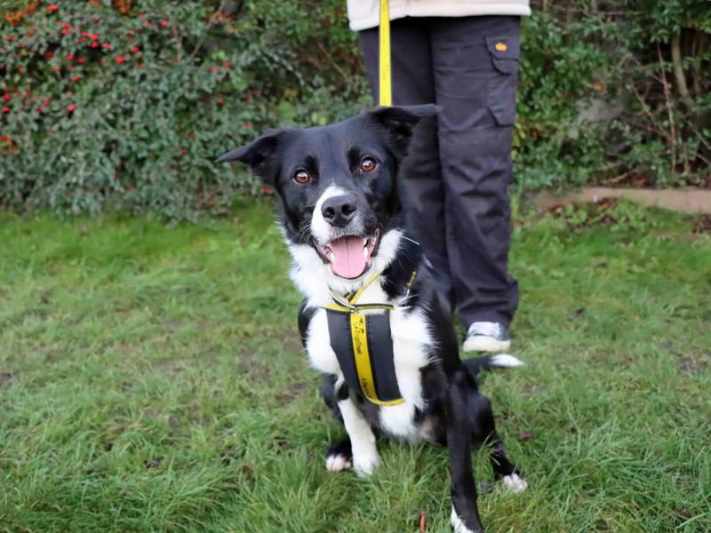 Rosie, a 4 years old female Unknown available for adoption from Dogs Trust in Darlington, County Durham