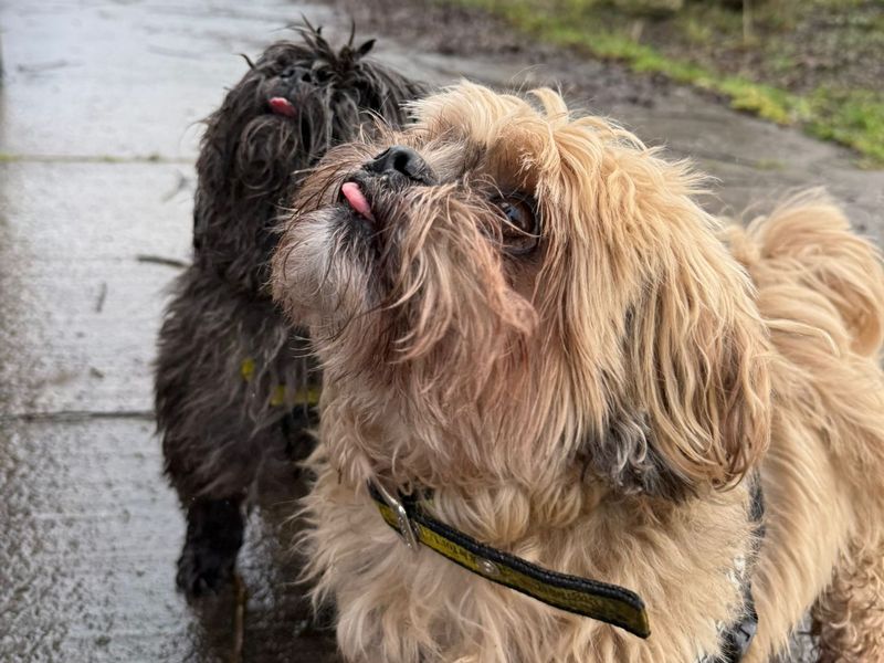 Shih Tzu Dogs And Puppies For Adoption