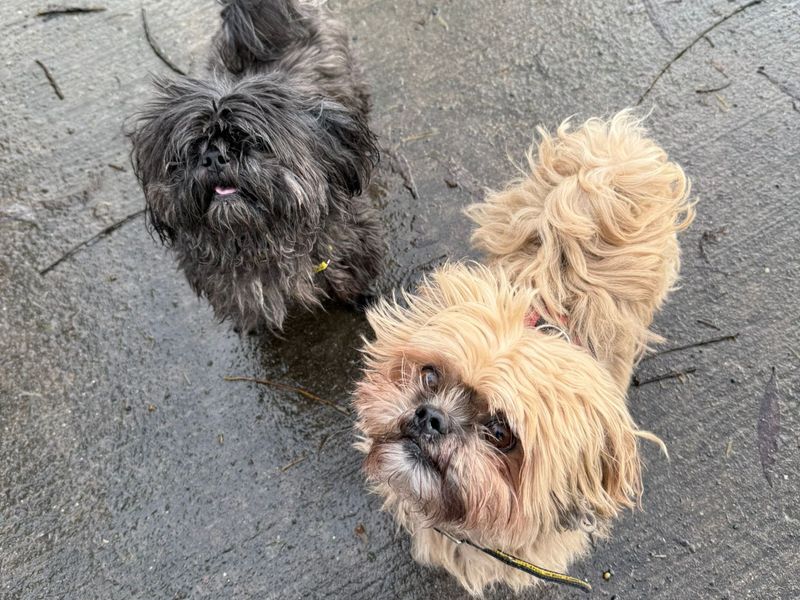 Douglas & Diego - Image 2 of 3