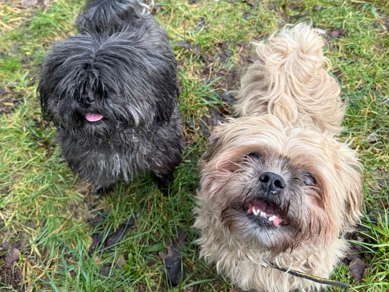 Douglas & Diego - Image 3 of 3