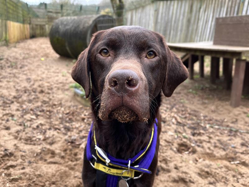 Whispa | Retriever (Labrador) | Ilfracombe - 1