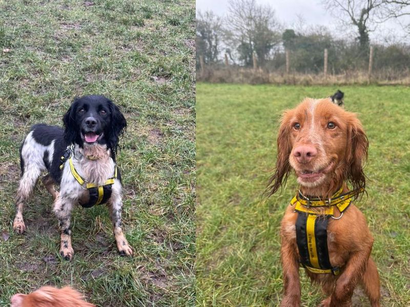 Springer Spaniel for adoption in Telford, Shropshire – 5 years old - Image 2 of 3