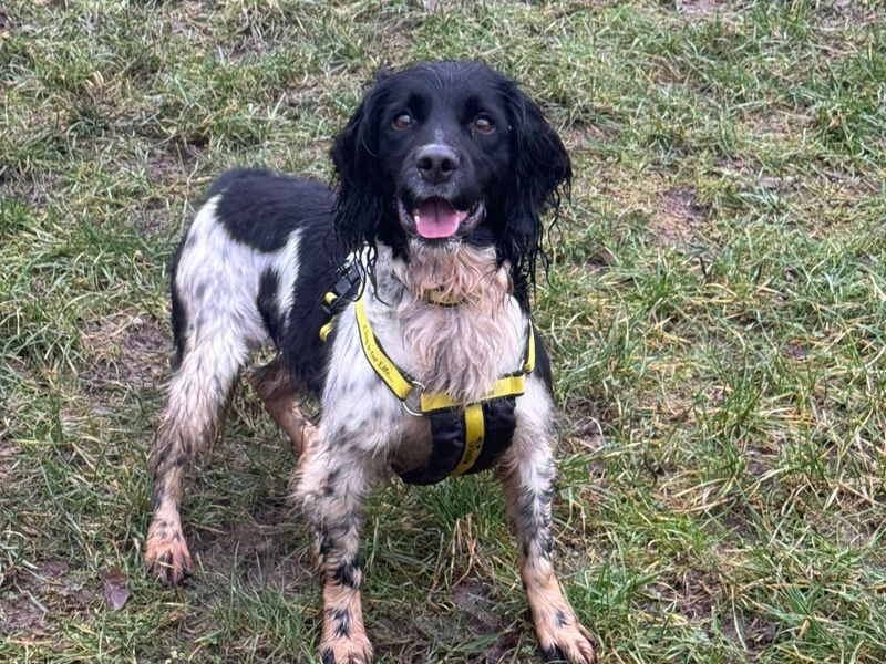 Springer Spaniel Dogs And Puppies For Adoption