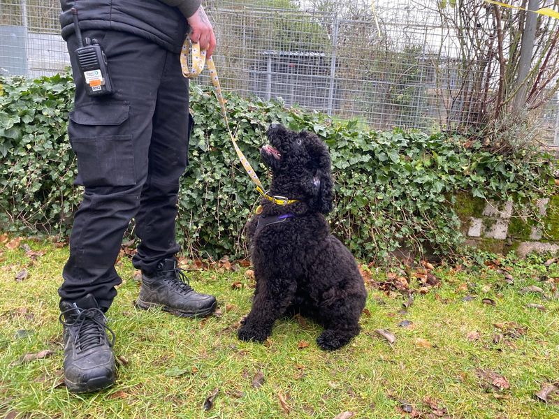 Poodle Dogs And Puppies For Adoption