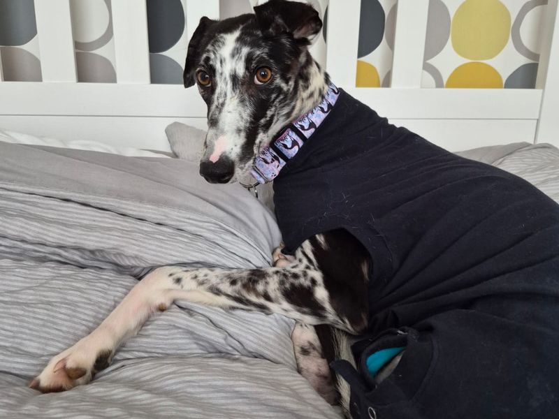 Pebbles, a 4 years old female Unknown available for adoption from Dogs Trust in Salisbury, Wiltshire