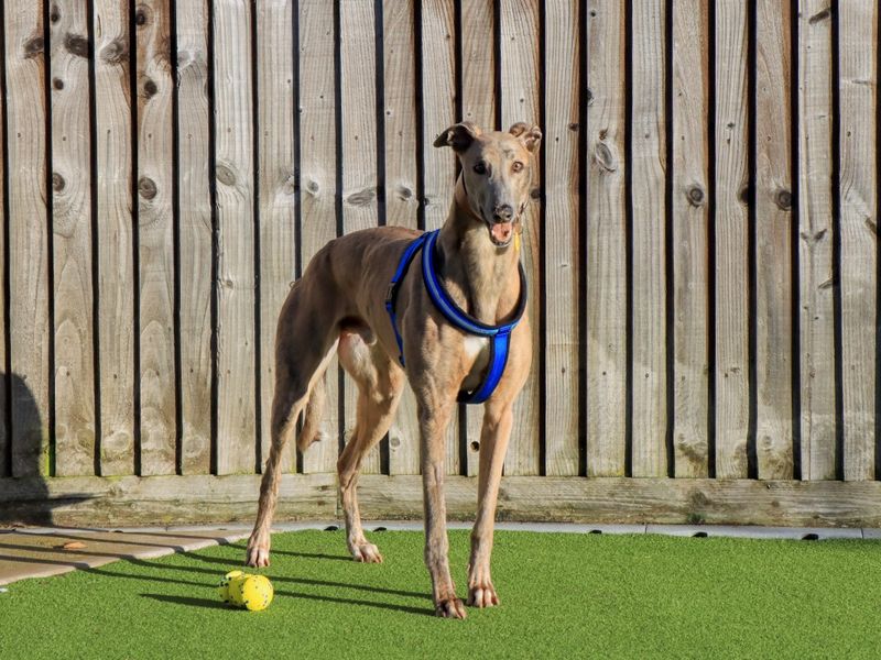 Greyhound for adoption in Evesham, Worcestershire – 4 years old