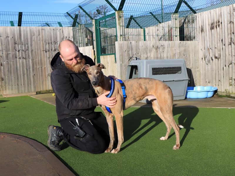 Greyhound for adoption in Evesham, Worcestershire – 4 years old - Image 2 of 10