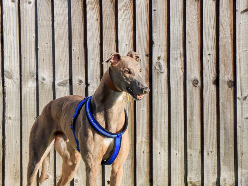 Greyhound for adoption in Evesham, Worcestershire – 4 years old - Image 10 of 10