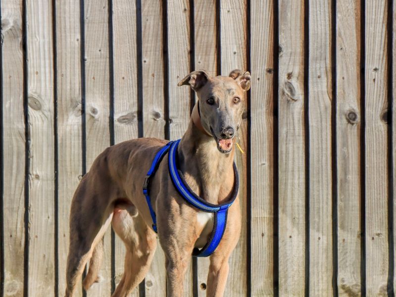 Greyhound for adoption in Evesham, Worcestershire – 4 years old - Image 4 of 10