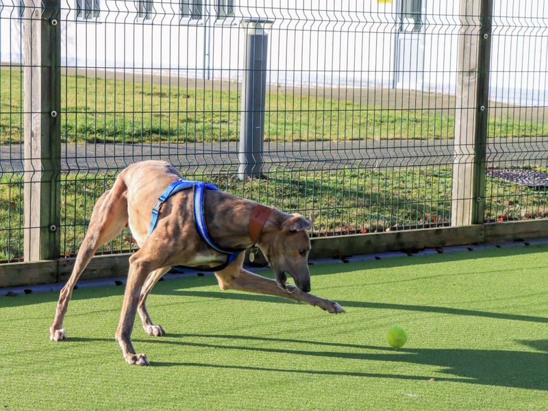 Greyhound for adoption in Evesham, Worcestershire – 4 years old - Image 9 of 10