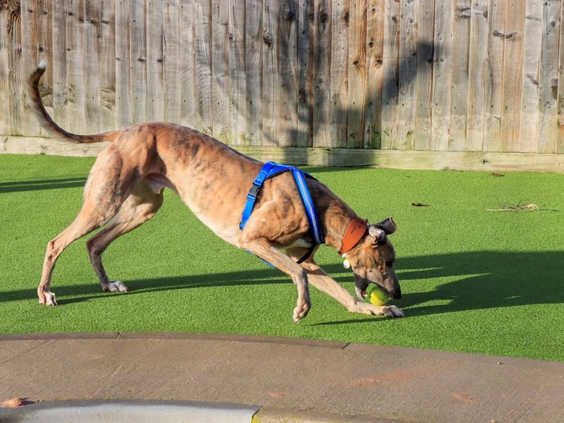 Greyhound for adoption in Evesham, Worcestershire – 4 years old - Image 6 of 10