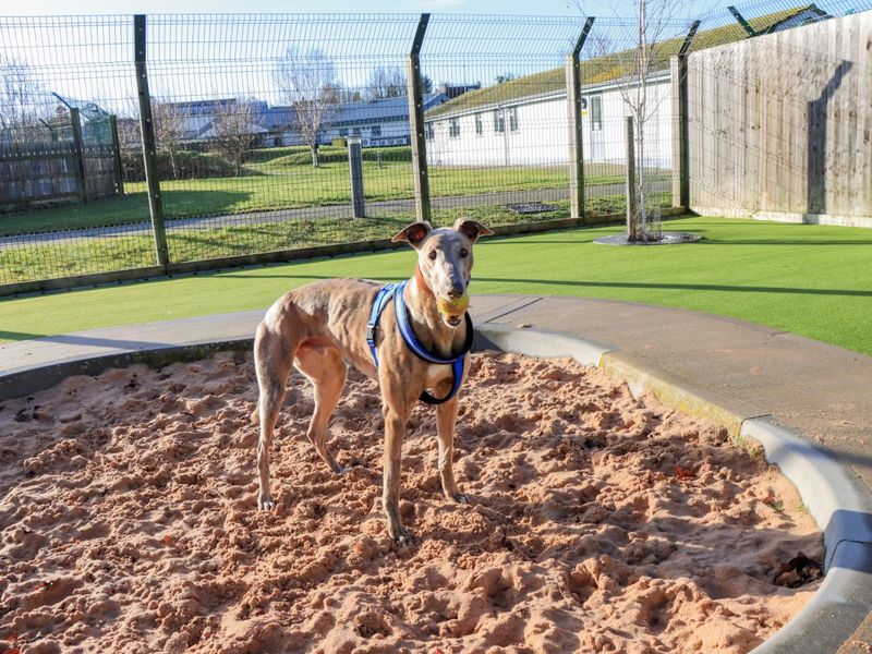 Greyhound for adoption in Evesham, Worcestershire – 4 years old - Image 8 of 10