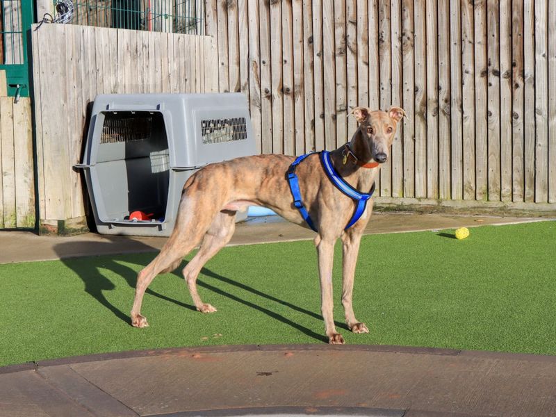 Greyhound for adoption in Evesham, Worcestershire – 4 years old - Image 4 of 6