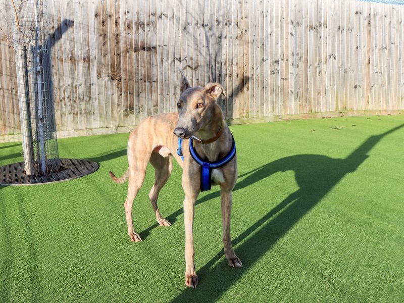 Greyhound for adoption in Evesham, Worcestershire – 4 years old - Image 3 of 6