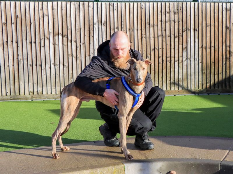 Greyhound for adoption in Evesham, Worcestershire – 4 years old - Image 5 of 6