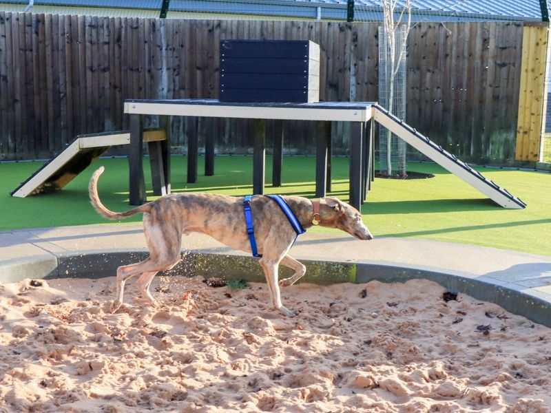 Greyhound for adoption in Evesham, Worcestershire – 4 years old