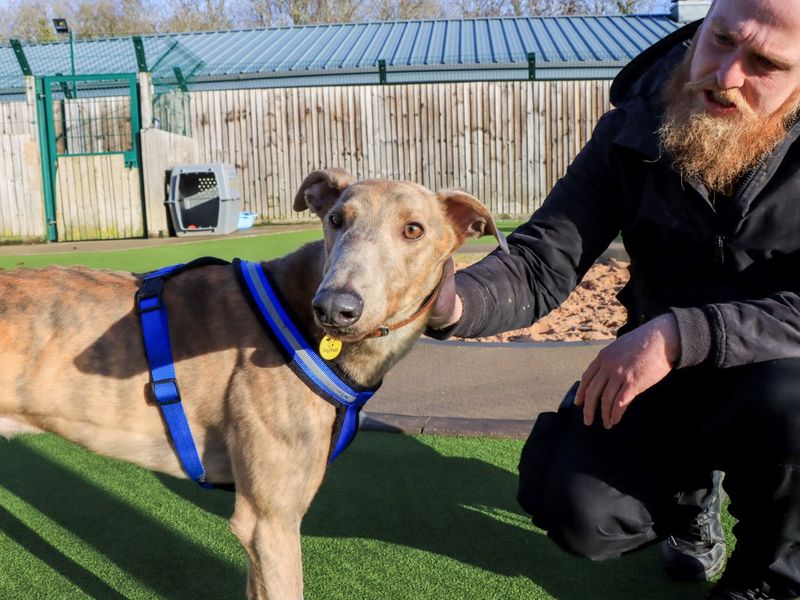 Greyhound for adoption in Evesham, Worcestershire – 4 years old - Image 2 of 6