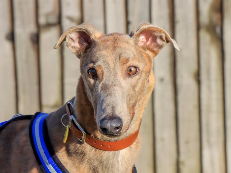 Ace, a 4 years old male Greyhound available for adoption from Dogs Trust in Evesham, West Midlands