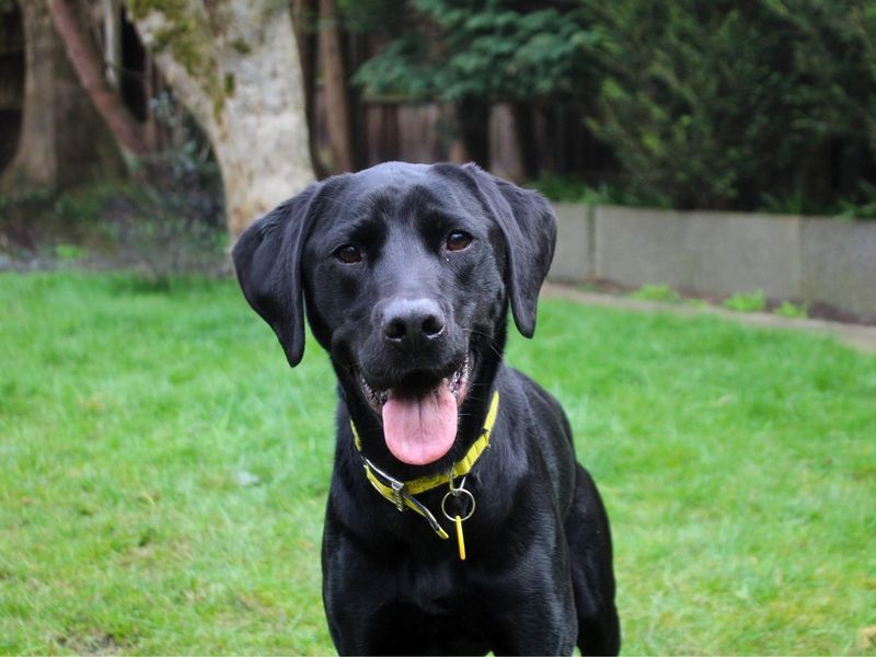 Leo | Retriever (Labrador) | Manchester - 1