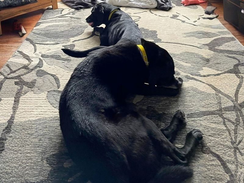 Oscar, a 8 years old male Labrador available for adoption from Dogs Trust in Manchester, Greater Manchester