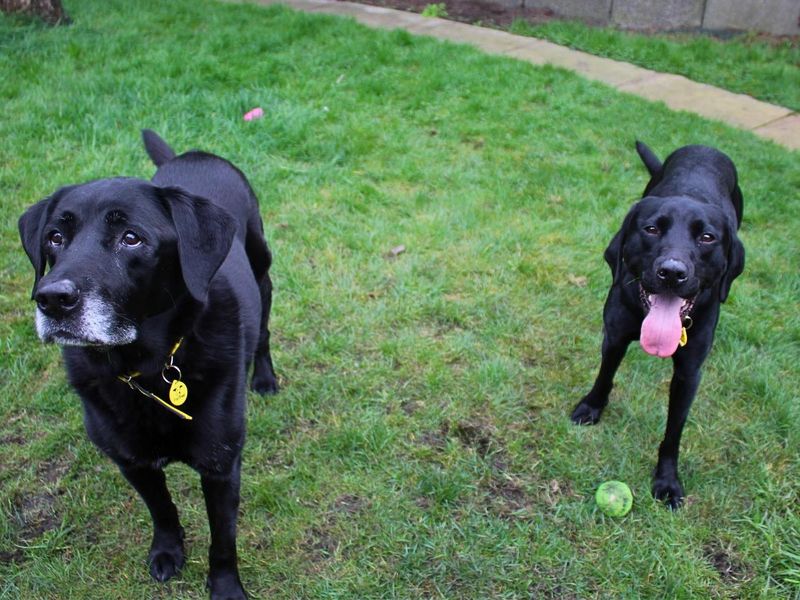 Oscar | Retriever (Labrador) | Manchester - 1