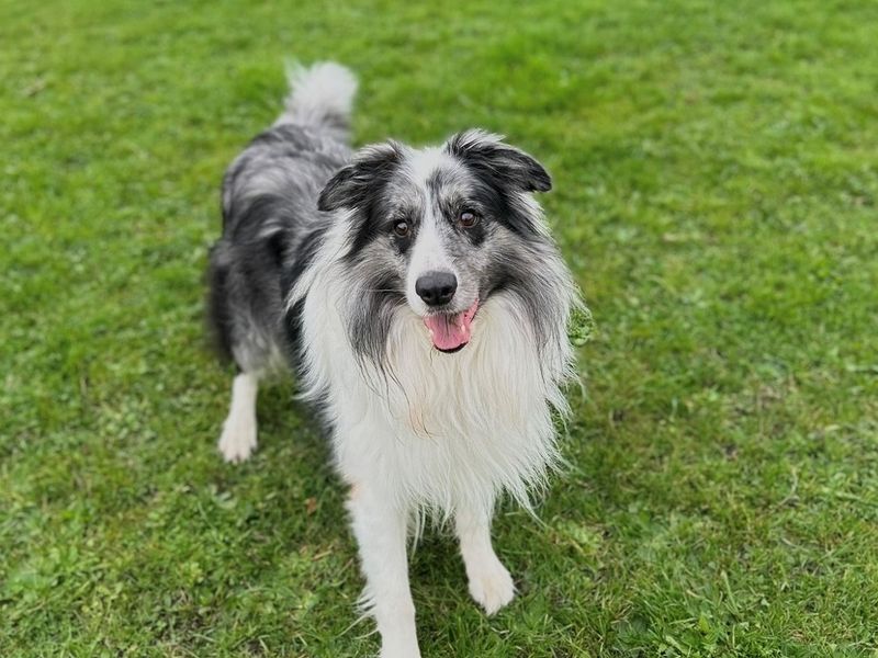 Border Collie for adoption in Newton Tony, Wiltshire – 9 years old