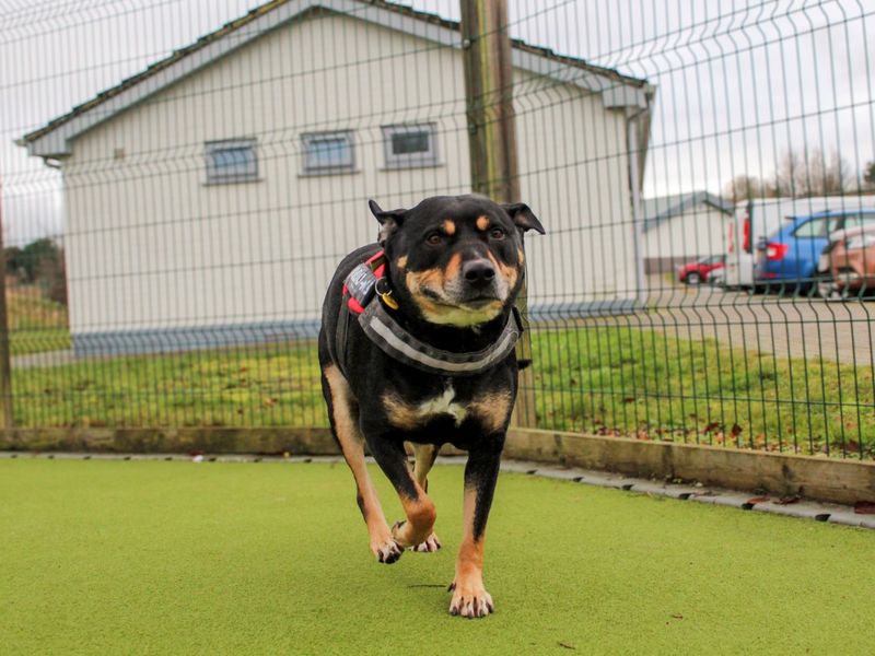 Mr Tubbs | Terrier (Staffordshire Bull) Cross | Evesham (Worcestershire) - 4