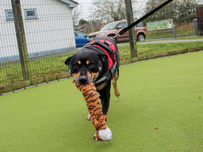 Rottweiler for adoption in Evesham, Worcestershire – 6 years old