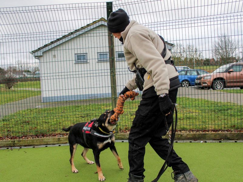 Mr Tubbs | Terrier (Staffordshire Bull) Cross | Evesham (Worcestershire) - 5