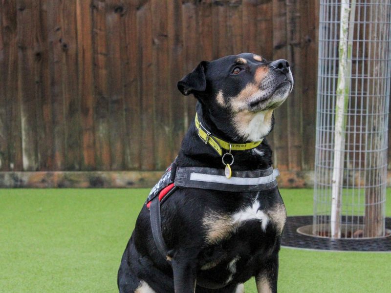 Rottweiler for adoption in Evesham, Worcestershire – 6 years old - Image 2 of 5