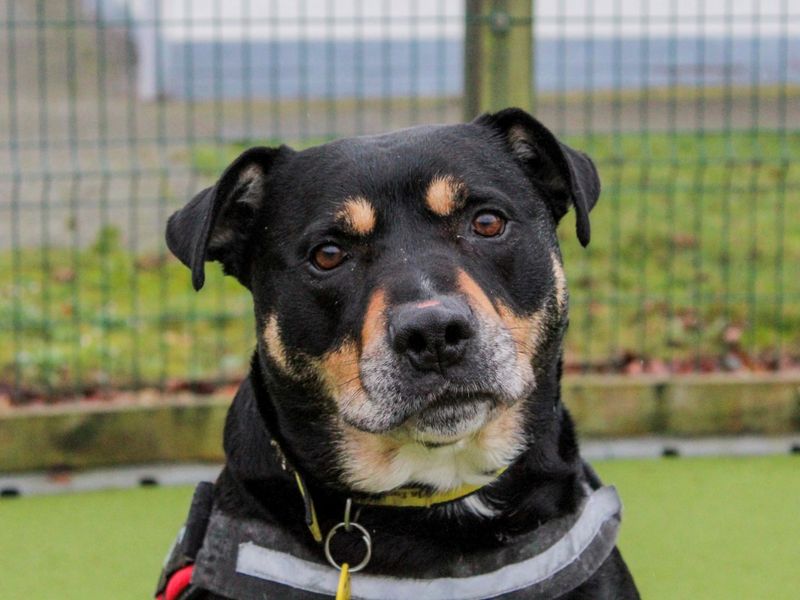 Mr Tubbs | Rottweiler Cross | Evesham (Worcestershire) - 1