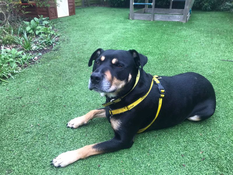 Mr Tubbs | Terrier (Staffordshire Bull) Cross | Evesham (Worcestershire) - 7