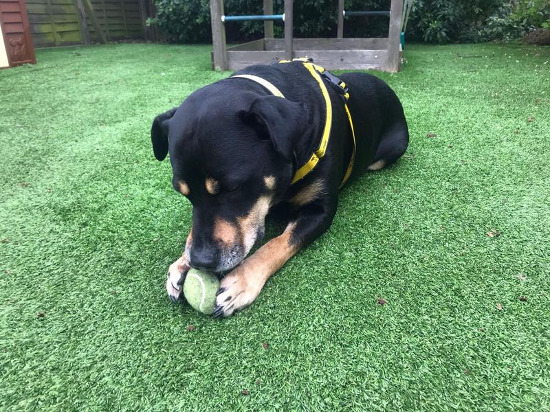 Mr Tubbs | Terrier (Staffordshire Bull) Cross | Evesham (Worcestershire) - 9