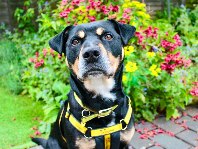 Mr Tubbs | Terrier (Staffordshire Bull) Cross | Evesham (Worcestershire) - 8