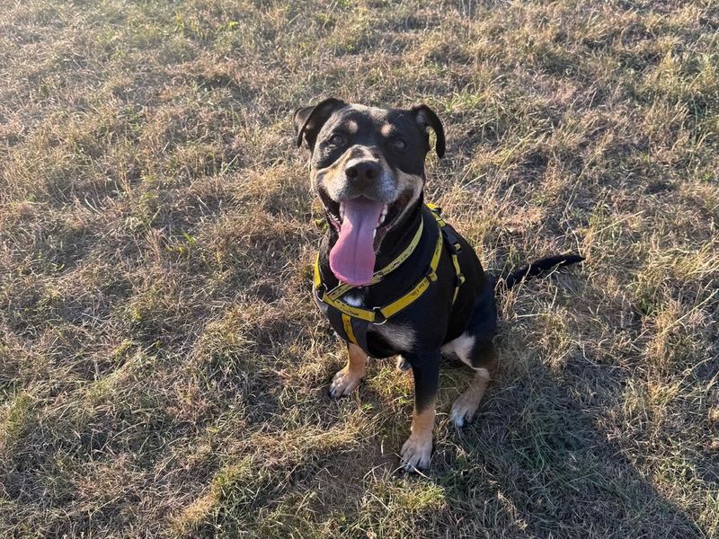 Mr Tubbs | Terrier (Staffordshire Bull) Cross | Evesham (Worcestershire) - 6