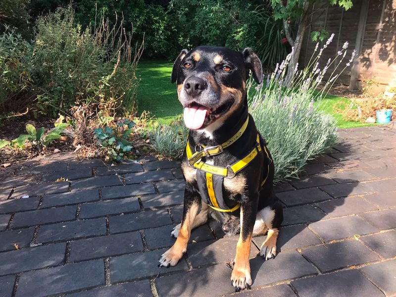 Mr Tubbs | Terrier (Staffordshire Bull) Cross | Evesham (Worcestershire) - 2