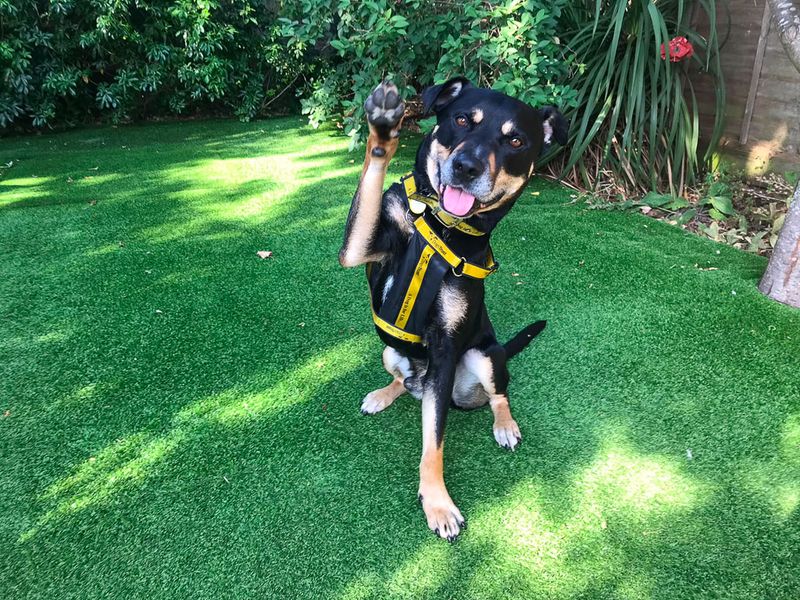 Mr Tubbs | Terrier (Staffordshire Bull) Cross | Evesham (Worcestershire) - 5