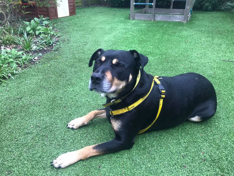 Mr Tubbs | Terrier (Staffordshire Bull) Cross | Evesham (Worcestershire) - 4