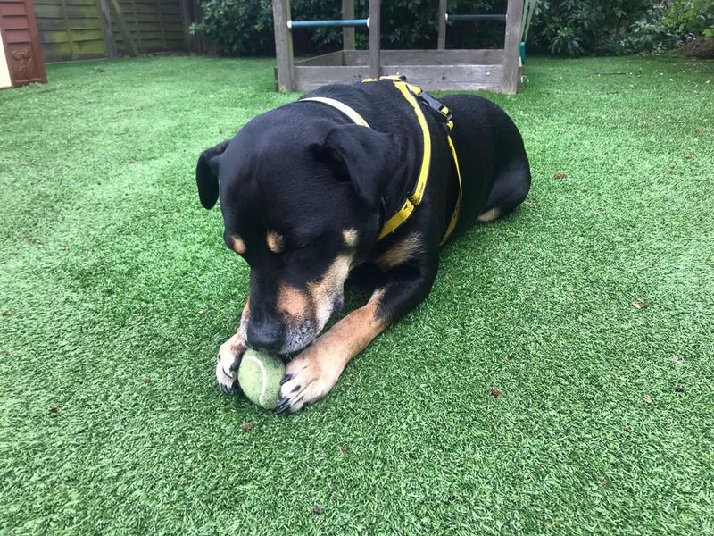 Mr Tubbs | Terrier (Staffordshire Bull) Cross | Evesham (Worcestershire) - 1